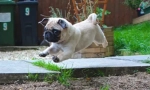 Ups, pug: a legviccesebb fotó és videó