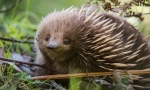 Mi az echid rejtélye?