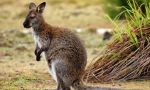 Wallaby kenguru