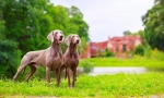 Weimaraner (fotó): az igazi vadász legjobb barátja