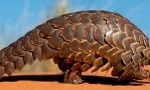 Magnificent pangolin: pikkelyes állat