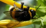 A bumblebee életének fajai és jellemzői