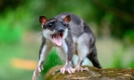 Víz opossum