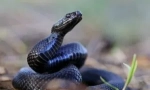 A vipera harapásának hatása az emberi testre