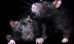 A fekete patkányokról szól: megjelenés, életmód, érdekes tények