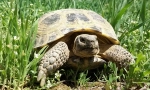 Mindent a föld teknősről