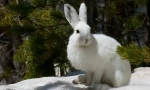 Hare of white
