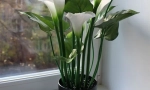 Zantencia (calla)