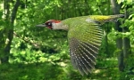 Zöld woodpecker