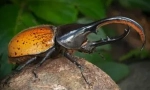 Beetle hercules: leírás és életmód