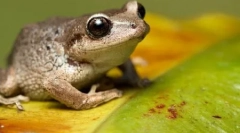 10 Abszolút helytelen tények az állatokról