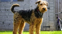 10 Angol kutyafajták