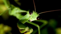 10 Fotó miloid rovarokról