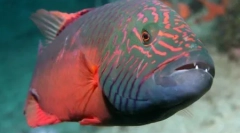 10 Érdekes módon, hogy az állatok különböző témákat használnak