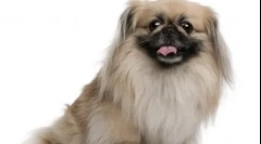 10 Kínai kutyafajta