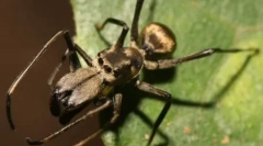 10 Hihetetlenül megtévesztő vagy furcsa példa az állati mimikriára