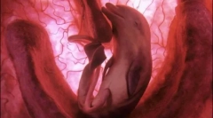 10 Hihetetlen fotó az állatokról az anya méhében