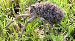 10 Hihetetlen állat csempészet