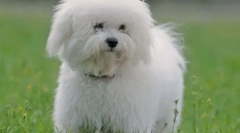 10 Kutyafajta lusta tulajdonosok számára