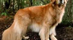 10 Kutyafajták, akik gyermekeket imádnak és soha nem károsítják őket