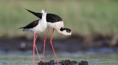 10 Madár a leghosszabb lábakkal