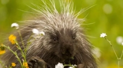 10 A legszívesebb állatok a bolygón