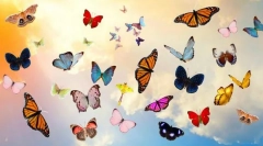 10 Legszebb pillangók