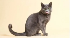 10 Legkedvezőbb fajta macskák a fotókkal