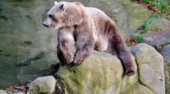 Az állatvilág leginkább váratlan hibridjei