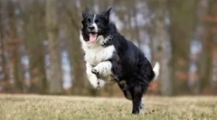 A kutyák leginkább engedelmes fajtájának 10-je: fele fogják megérteni