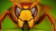 10 Legrosszabb és vile rovarok