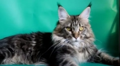 10 Legokosabb macskafajták