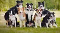 10 A legokosabb kutyafajták közül