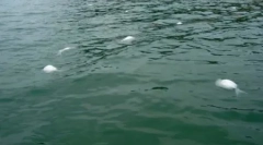 10 Az állatok titokzatos tömeges halálainak esetei