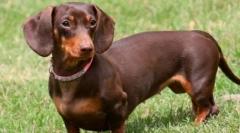 10 Kutya rövid lábakkal: ártalmatlanok-e az ártalmatlanok, mivel kiemelkedően tűnik