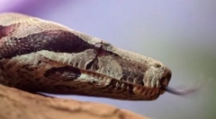 10 Furcsa tények a hüllőkről