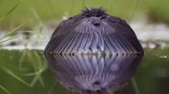 10 Furcsa a madárvadászat és a táplálkozás