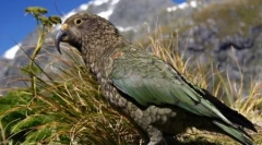 10 Az állatok hihetetlenül evolúciójának furcsa esetei