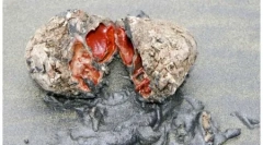 10 Furcsa állatok - probat természet