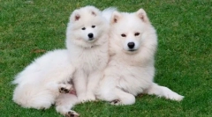 10 Olyan állat, amely csodálatos gyapjúval rendelkezik