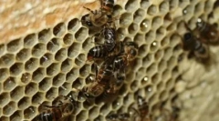 10 Olyan állat, amely szaggatott koncepcióval szaporodik