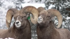 10 Olyan állat, amelyek homoszexualitását találtak