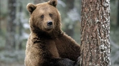 11 Tények a medvékről, amelyekről senki sem mondta gyermekkorban