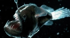 A mariana depresszió napján élő leginkább furcsa élő lények 11