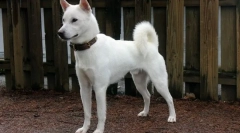 12 Olyan kutyafajták, akiknek a tenyésztői jól tudnak keresni