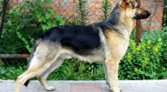 12 Legolcsóbb kutyafajták