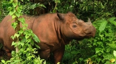 12 A legszokatlanabb állatok, amelyek az esőerdőben élnek