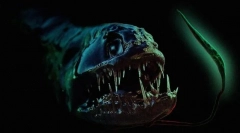 15 Szokatlan állatok, amelyeket furcsanak tartanak