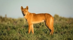 A ausztráliában élő legrosszabb lények közül 15
