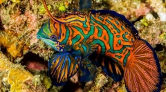 17 Legszebb akváriumi hal